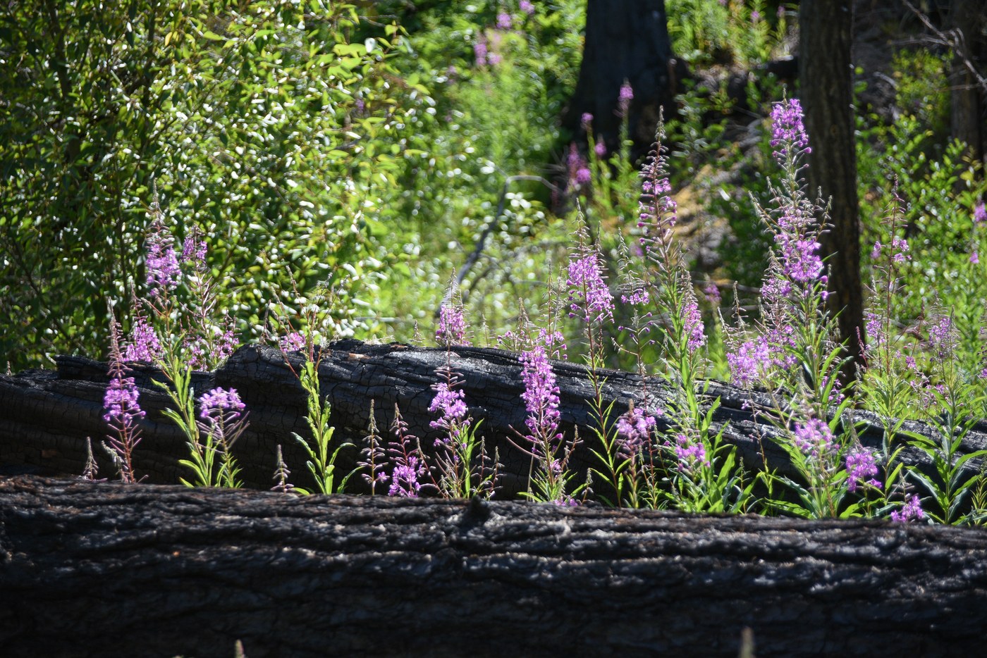 Fireweed in full bloom!