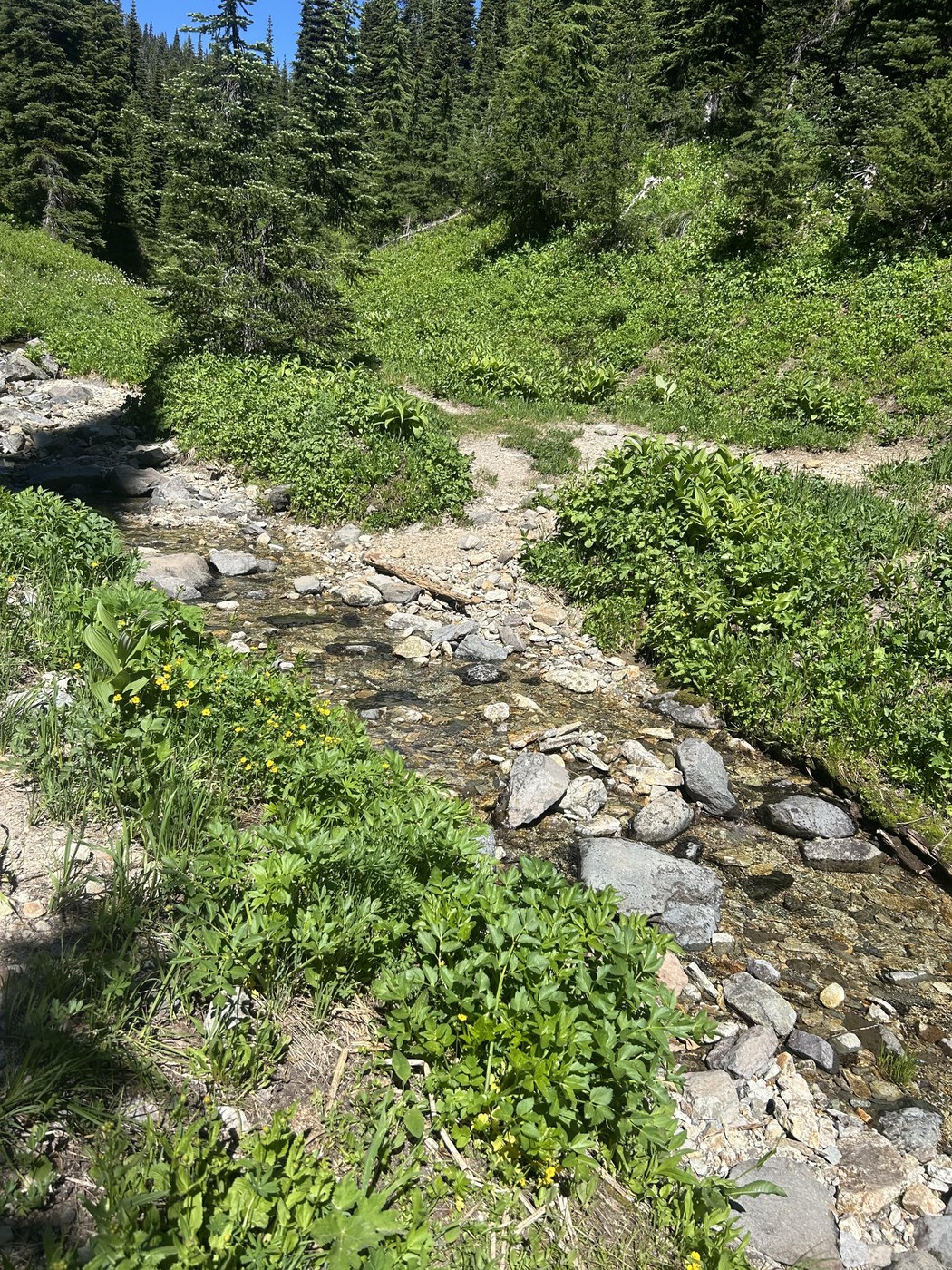 Stream near a campsite