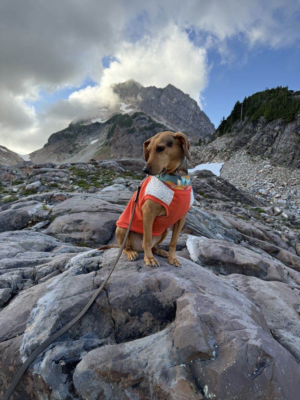 Gothic Basin by A dog named Girl
