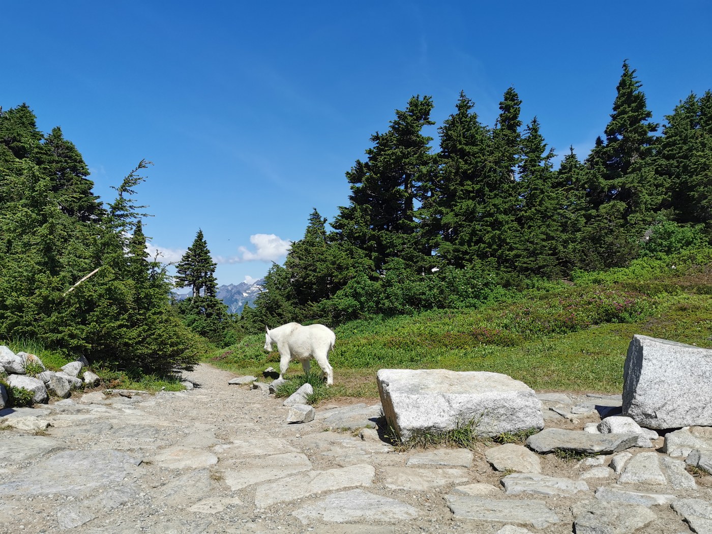 Mountain goat strolling on through