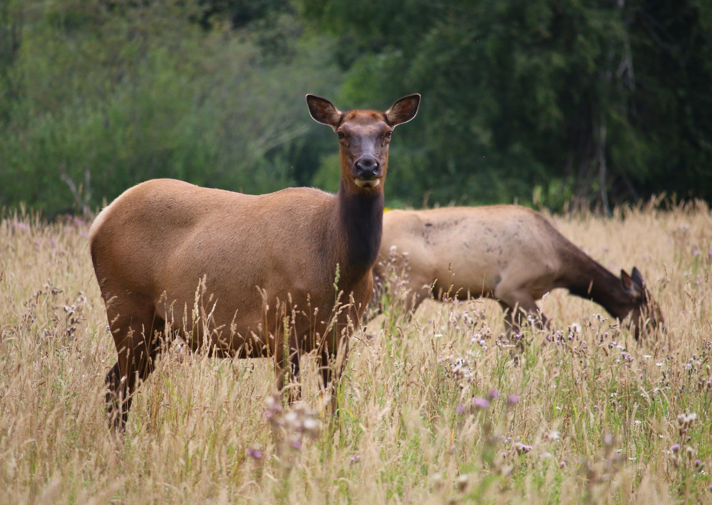 Meadowbrook Farm. Photo by wafflesnfalafel. Close up picture using a telephoto lens of elk grazing in the meadow.