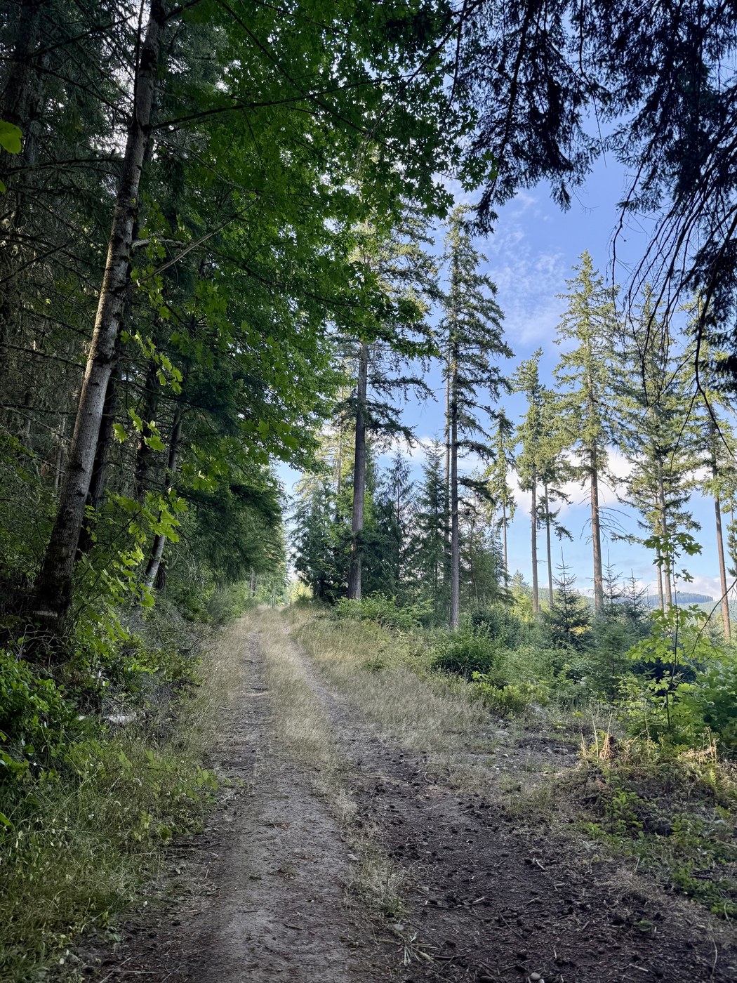 Gentler section of trail