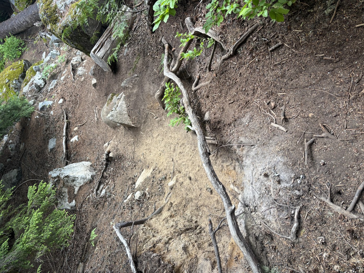 Root and big step down