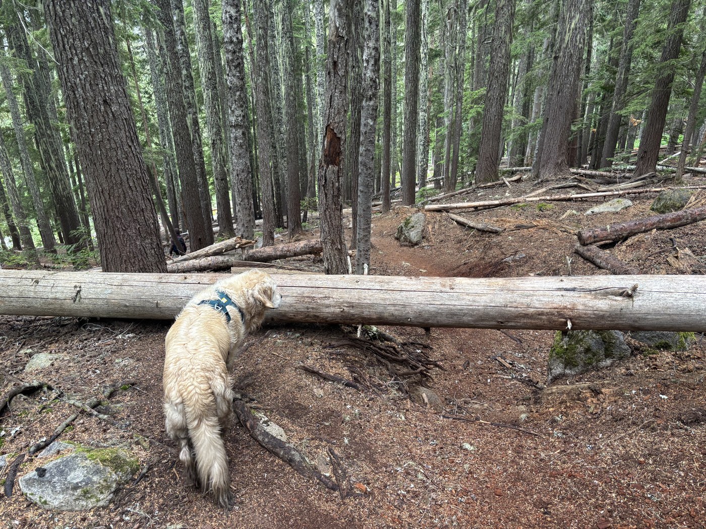 Downed Tree on Trail
