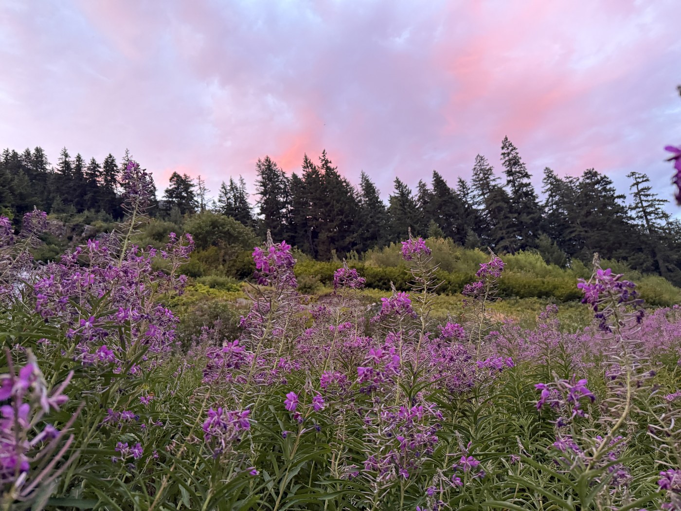 Sunset Panther camp