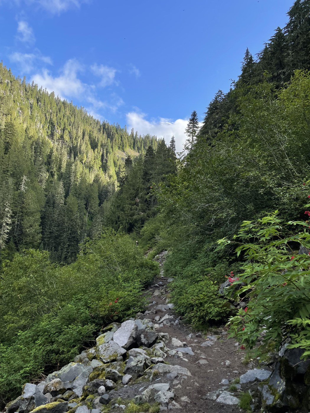 if you look close, you will see the best view I had of the mountain today