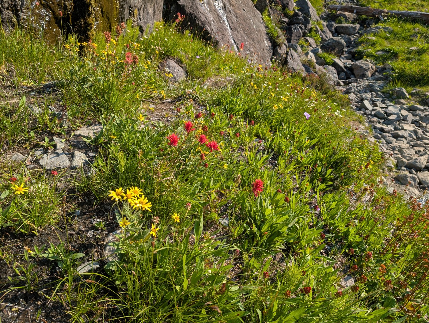 Wildflower patch - Skip DeHennis
