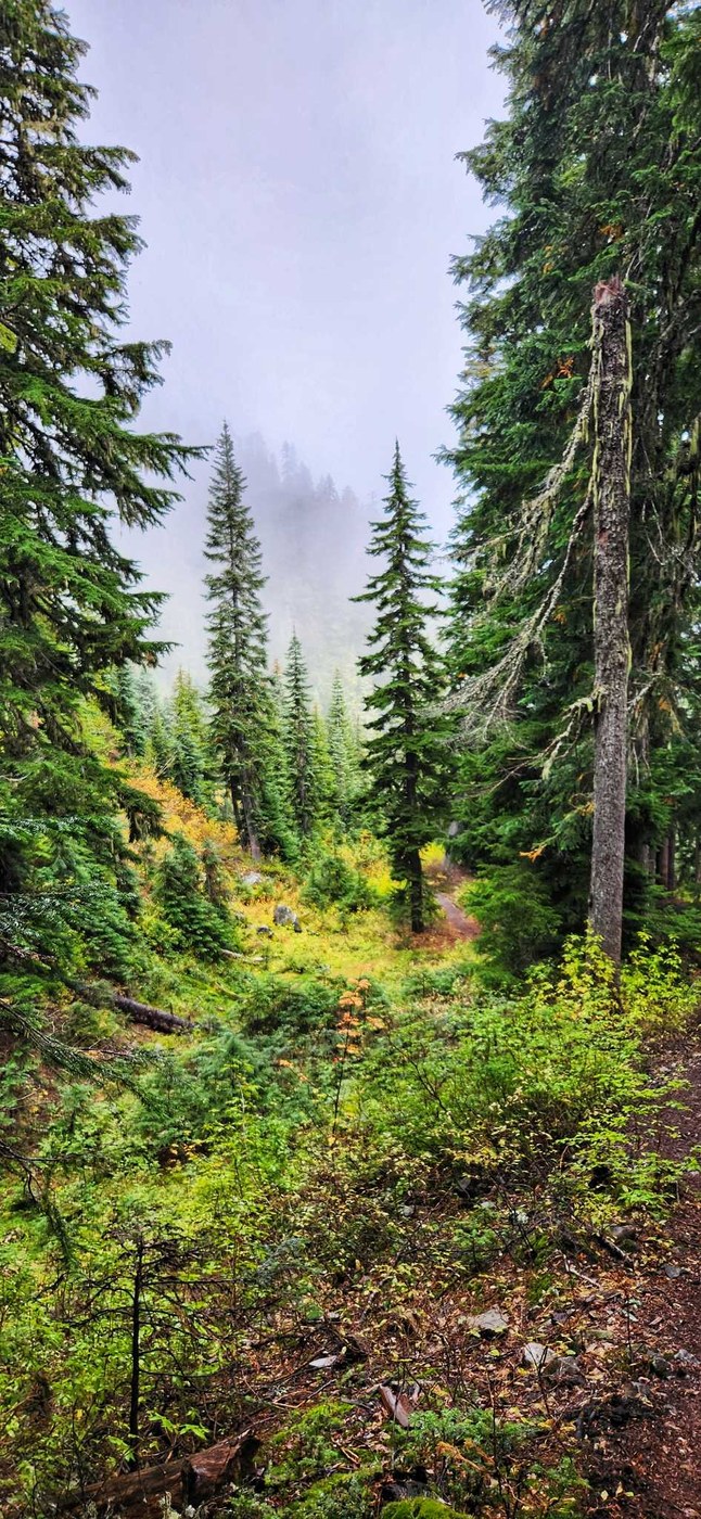 Pacific Crest Trail (PCT) - Stampede Pass to Windy Pass, Cold Creek Loop via Tinkham and Silver Peaks, Mount Catherine by Desdemona