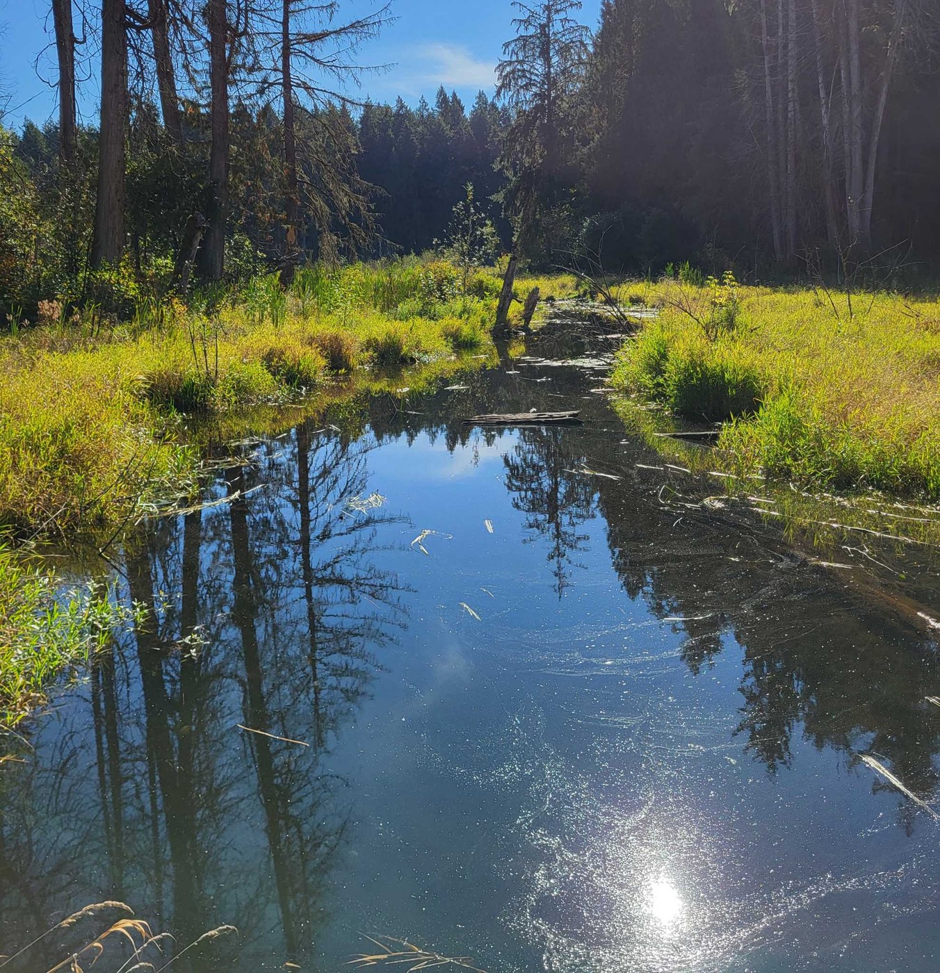 Millersylvania State Park by Shannon2