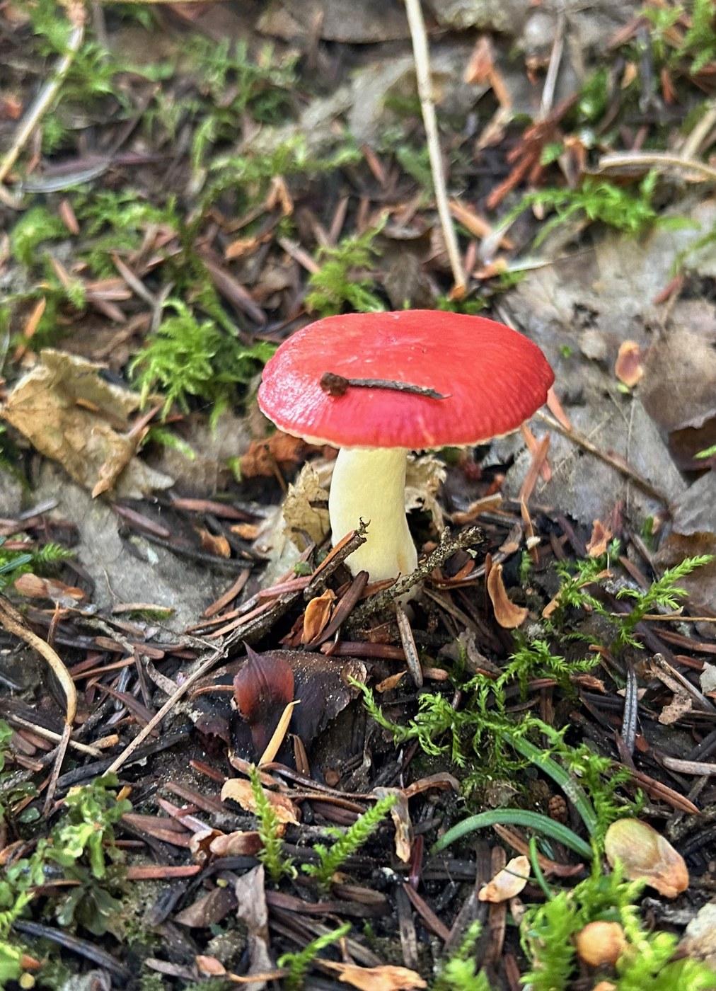 "The Sickener", emetic russula (I think)