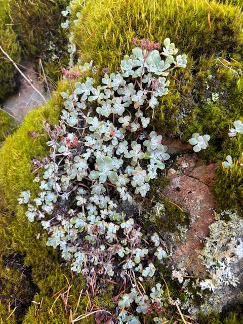 Succulents on the rocks at the top