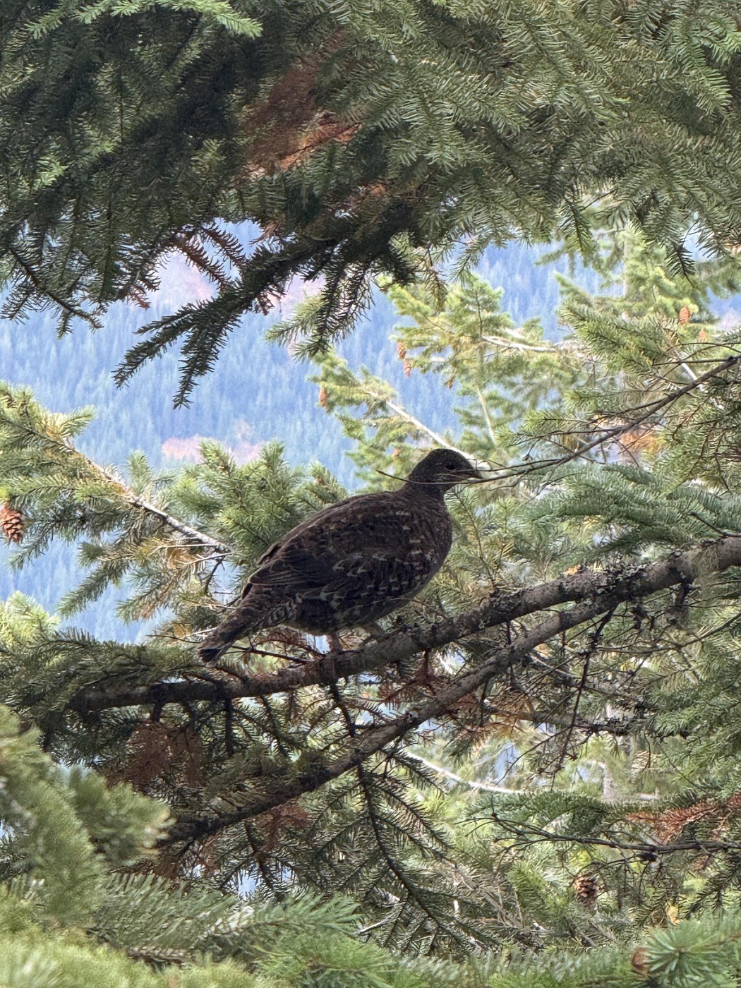 Ptarmigan!