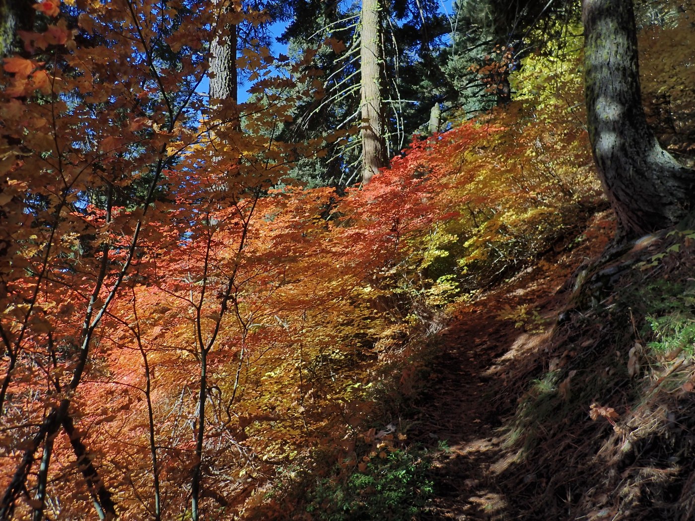 vine maple along the trail