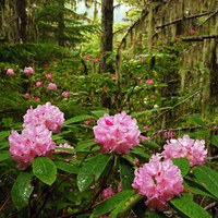 Tubal Cain Mine Rhodies Rhododendrons along Tubal Cain Mine Trail. Photo Credit: Mason Vranish