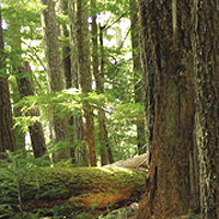 Stand of western hemlock. Photo by Tami Asars. 