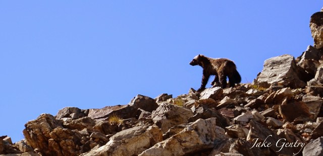 Wolverine at Spider Gap
