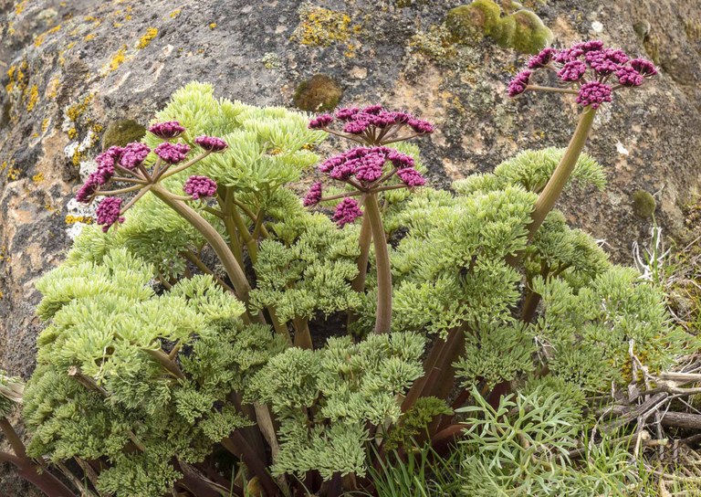 Columbia desert parsley on Betsy's Trail in Cowiche Canyon Preserve. Photo by David Hagen.