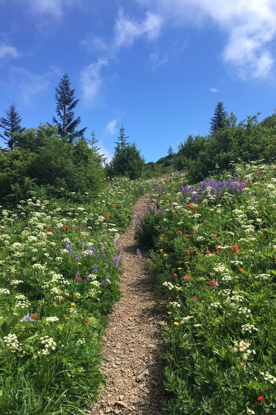 Wildflowers with a hiking trail lead into the horizon. A blue sky with white clouds and fir trees is overhead